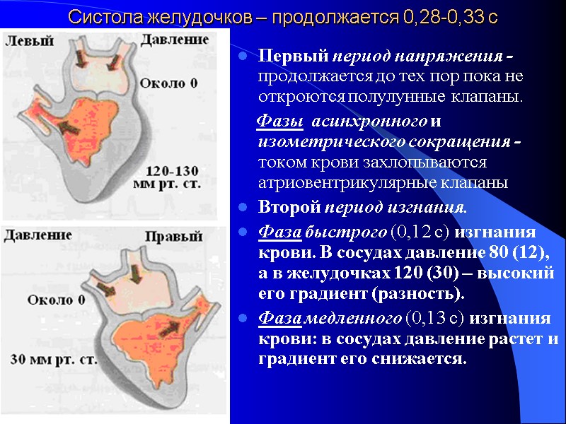 Систола желудочков – продолжается 0,28-0,33 с   Первый период напряжения -продолжается до тех